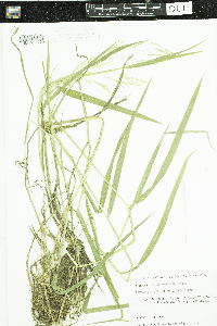 Leersia oryzoides image