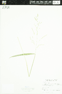 Leersia oryzoides image