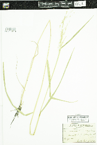 Leersia oryzoides image