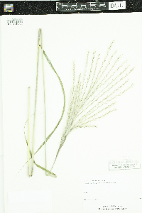 Miscanthus sacchariflorus image