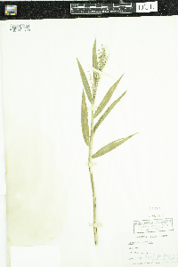 Thumbnail image of current specimen