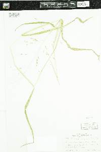 thumbnail image of current specimen