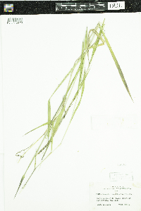 Thumbnail image of current specimen