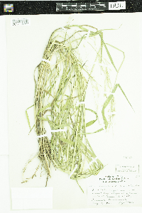 Leersia oryzoides image