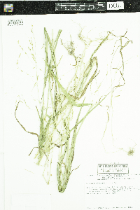 Leersia oryzoides image