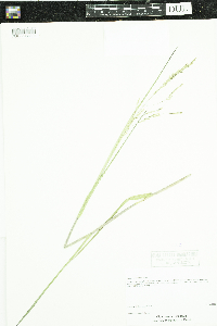 Leersia oryzoides image