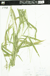 Leersia virginica image