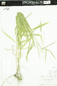 Leersia virginica image