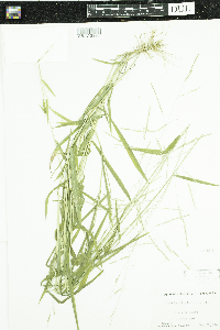 Leersia virginica image