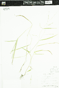 Leersia virginica image