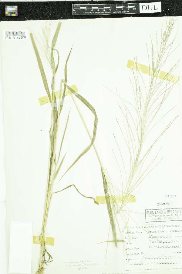 Leptochloa panicea subsp. brachiata image