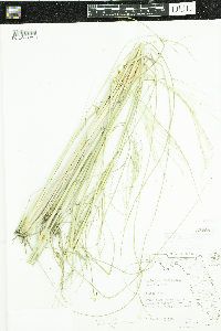 Leptochloa fusca subsp. fascicularis image
