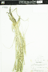 Thumbnail image of current specimen