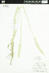 Leymus mollis subsp. villosissimus image