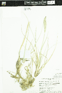 Leymus mollis subsp. villosissimus image