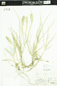 Leymus mollis subsp. villosissimus image