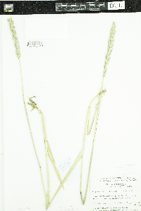 Leymus mollis subsp. villosissimus image