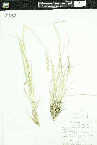 thumbnail image of current specimen