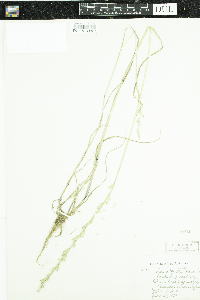 Lolium multiflorum image