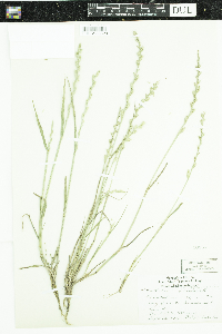 Lolium multiflorum image
