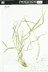 Lolium multiflorum image