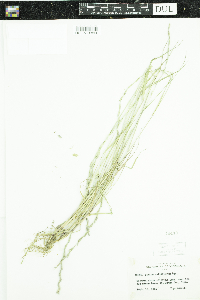 Lolium multiflorum image