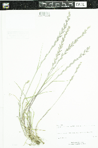 Lolium perenne image