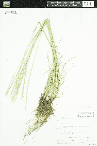 Lolium perenne image