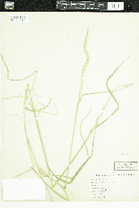 Lolium perenne image