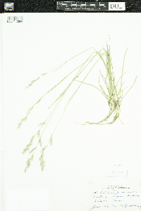 Lolium perenne image