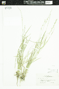 Lolium perenne image