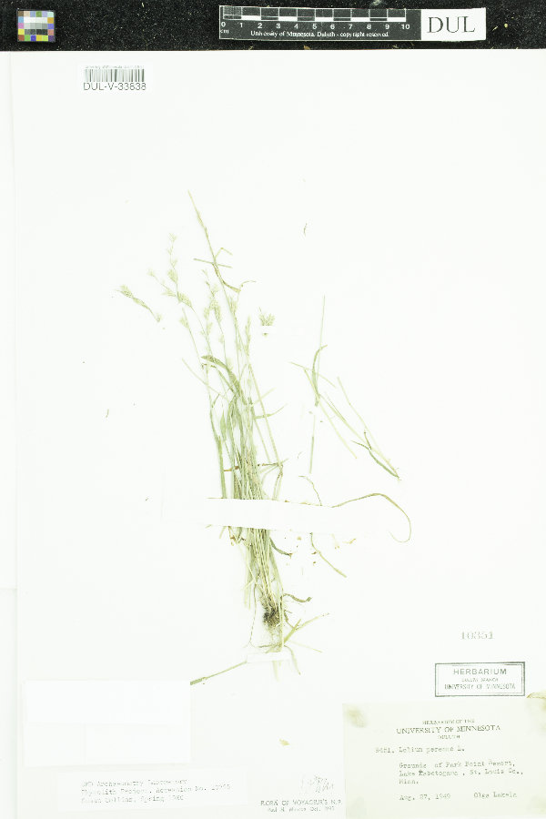 Lolium perenne image