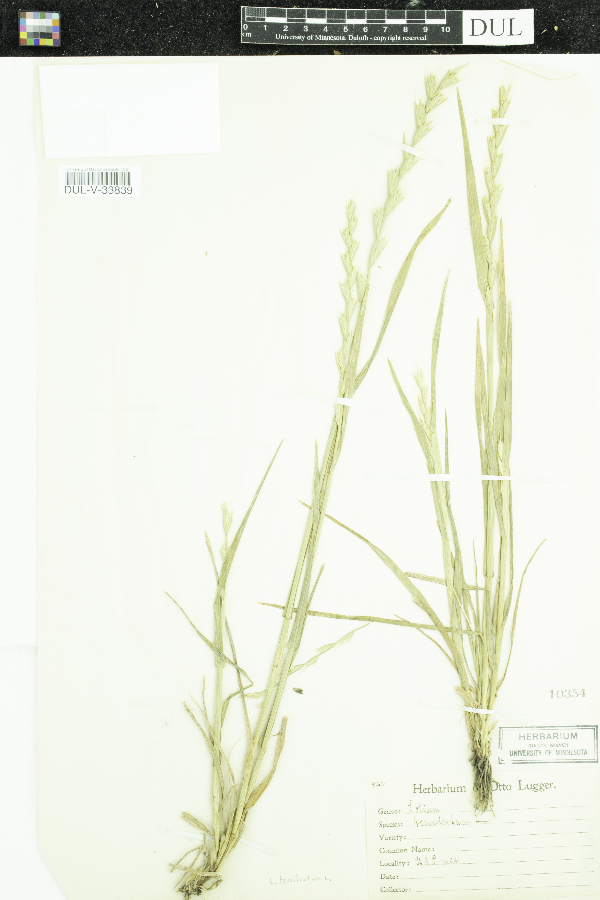 Lolium temulentum image