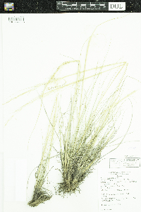 Hesperostipa spartea image