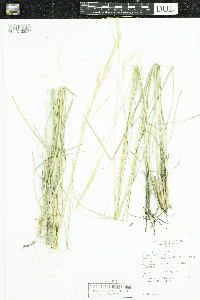 Hesperostipa spartea image