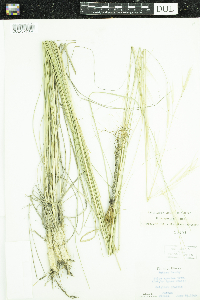 thumbnail image of current specimen