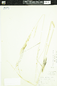 Hesperostipa spartea image