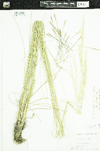 Hesperostipa spartea image