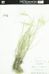 Hordeum jubatum image