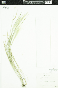Hordeum jubatum image