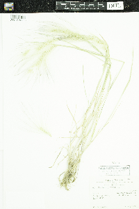 Hordeum jubatum image