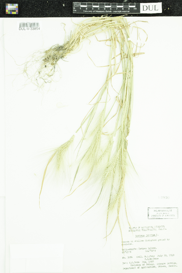 Hordeum jubatum image