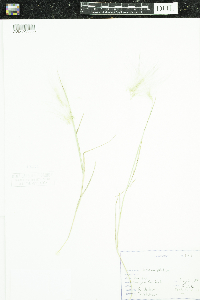 Thumbnail image of current specimen