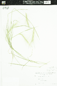 thumbnail image of current specimen