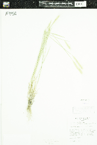 Hordeum jubatum image