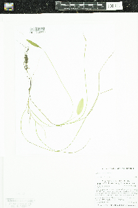 Potamogeton natans image