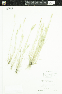 Hordeum pusillum image