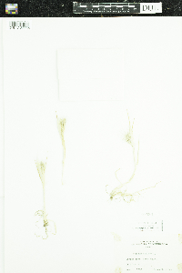 Hordeum murinum image