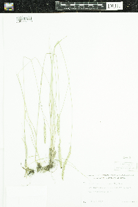 Koeleria macrantha image
