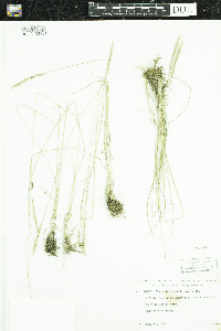 Koeleria macrantha image